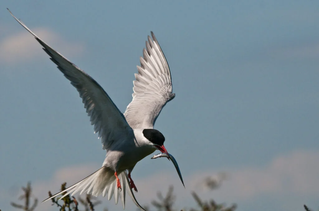 Terns eating fish