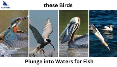 5 Birds that Plunge into Waters for Fish